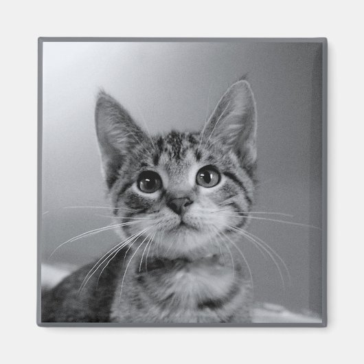 Gris Tabby Kitten Magnet (Devant)