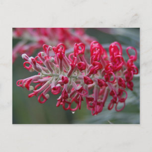 grivillebloem briefkaart