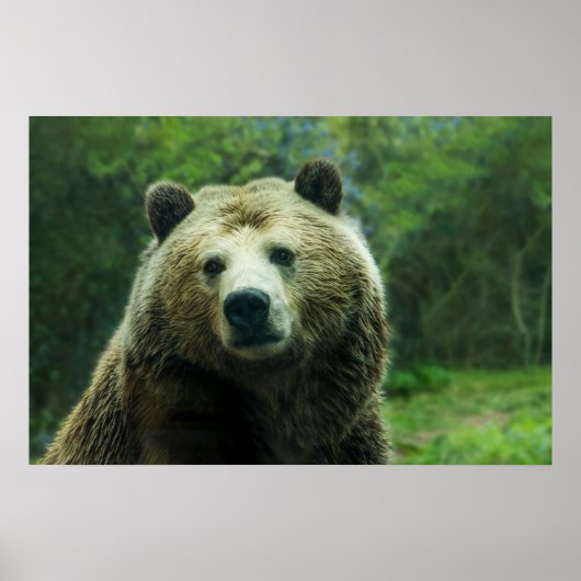 Grizzly Bear Close-Up Poster (Voorkant)