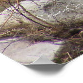 Grizzly Bear Poster (Coin)