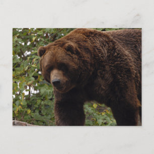 grizzly-beer-005 briefkaart