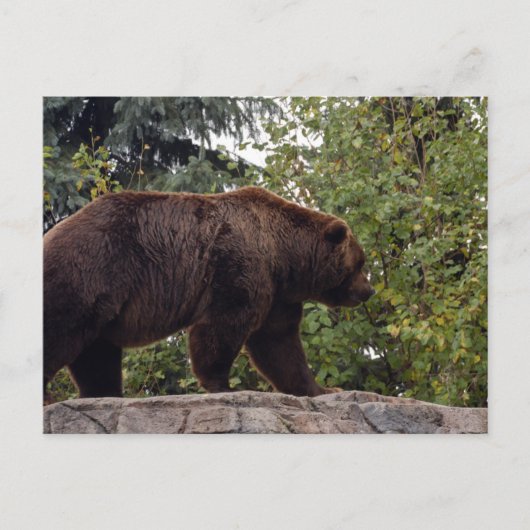 grizzly-beer-007 briefkaart (Voorkant)