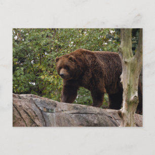 grizzly-beer-013 briefkaart