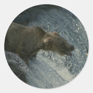 Grizzly Beer Afbeelding-Gevist voor zalm Ronde Sticker