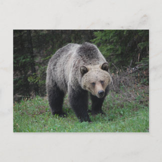 Grizzly Beer Briefkaart