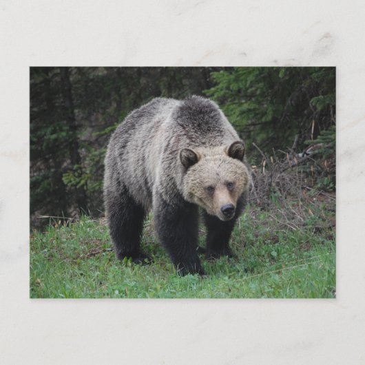 Grizzly Beer Briefkaart (Voorkant)
