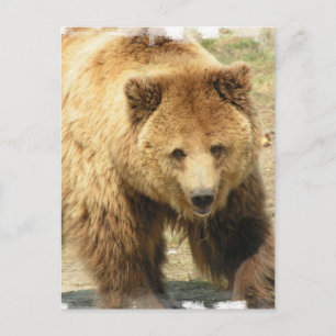 Grizzly Beer Briefkaart