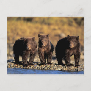 Grizzly beer, bruin beer, cubs, Katmai National Briefkaart