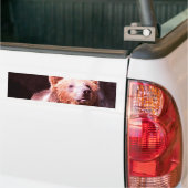 grizzly beer bumpersticker (Op Truck)