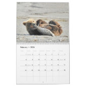 Grizzly beer cubs van Alaska kalender (Feb 2026)