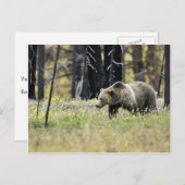 Grizzly Beer in het veld in het Nationaal Park Yel Briefkaart (Voorkant / Achterkant)