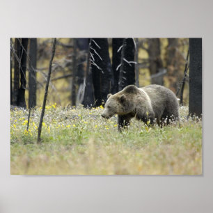 Grizzly Beer in het veld Poster