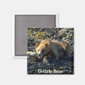 Grizzly Beer Kunst Magneet (Voorkant / Achterkant)