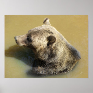 Grizzly Beer met een draai Poster