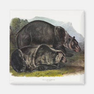 Grizzly Beer (Noord-Amerikaans bruin Beer) - Audub Magneet