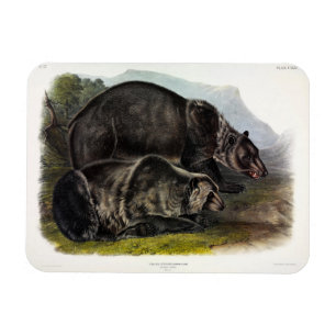 Grizzly Beer (Noord-Amerikaans bruin Beer) - Audub Magneet