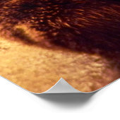 grizzly beer print (Hoek)