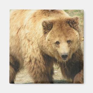 Grizzly Beer Square Magnet Magneet