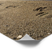 Grizzly beer tracks, Sithylemenkat Lake Poster (Hoek)