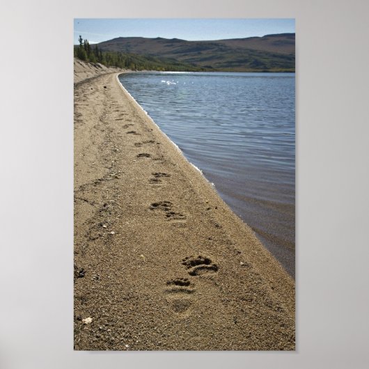 Grizzly beer tracks, Sithylemenkat Lake Poster (Voorkant)