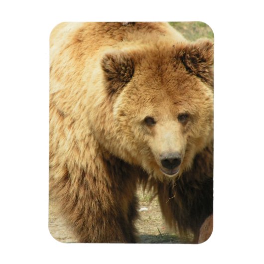 Grizzly Beren magneet (Verticaal)