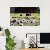 Grizzly Beren Poster (Thuiskantoor)