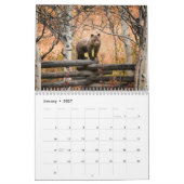 Grizzly Beren - Wandkalender 2019 Kalender (Jan 2027)