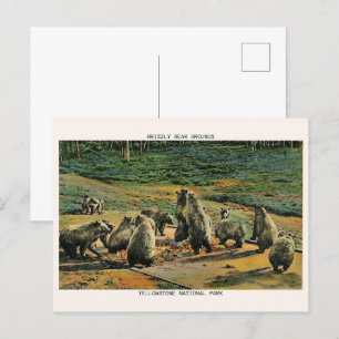 Grizzly beren, Yellow Stone National Park Cadeaus Briefkaart