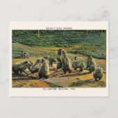 Grizzly beren, Yellow Stone National Park Cadeaus Briefkaart (Voorkant)