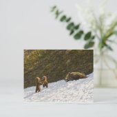 Grizzly Briefkaart (Staand voorkant)