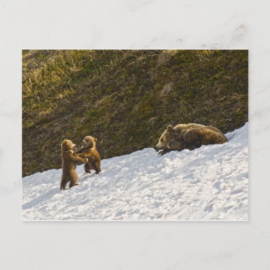 Grizzly Briefkaart (Voorkant)