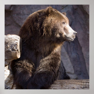 Grizzly Brown Beer, Natuur Wall Poster
