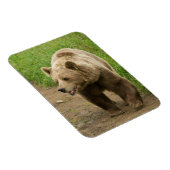 Grizzly Magnet (Côté Droit)