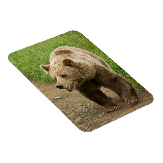 Grizzly Magnet (Côté Droit)