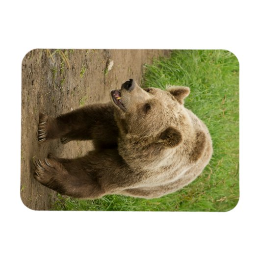 Grizzly Magnet (Horizontal)
