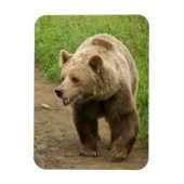 Grizzly Magnet (Vertical)