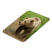 Grizzly Magnet (Côté Gauche)