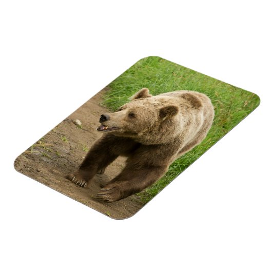 Grizzly Magnet (Côté Gauche)