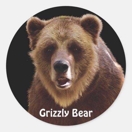 Grizzly Portrait Ours Stickers Faune (Devant)