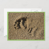 Grizzly track briefkaart (Voorkant / Achterkant)