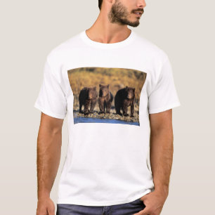 Grizzlybeer, bruine beer, welpen, Katmai Nationaal T-shirt