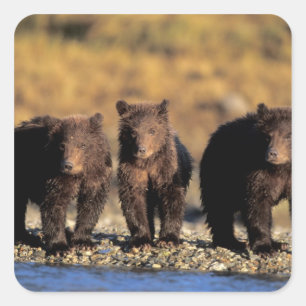 Grizzlybeer, bruine beer, welpen, Katmai Nationaal Vierkante Sticker
