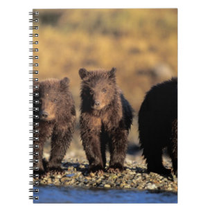 Grizzlybeer, bruine beer, welpen, Katmai National Notitieboek