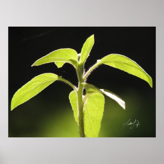 Groei Poster (Voorkant)