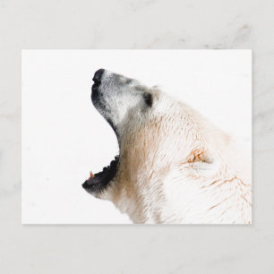Groei van poolbeer briefkaart