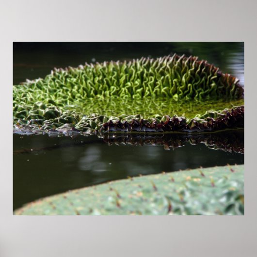 groeipad poster (Voorkant)