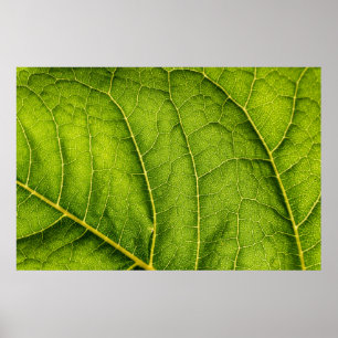 Groen blad poster