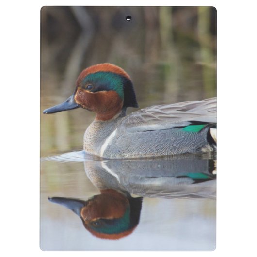 Groen Blauwgroen Klembord (Achterkant)