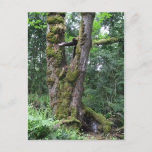 Groen bos briefkaart