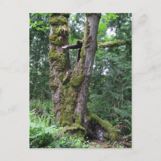 Groen bos briefkaart (Voorkant)